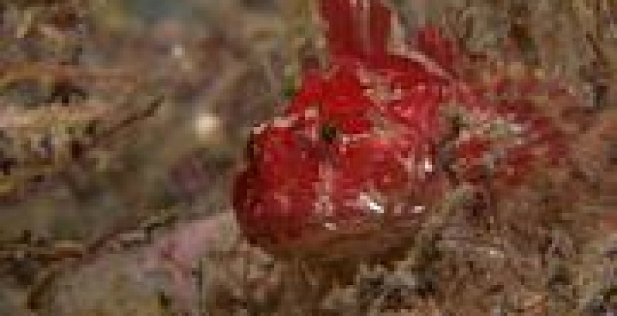 起点中文网的小说能加入英文么?晋江呢?